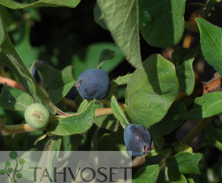Lonicera caerulea var. kamtschatica  'BLo D' ('Anja'), makeasinikuusama
